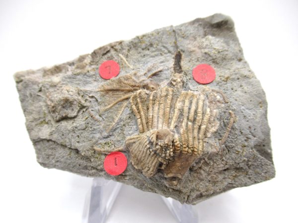 Gilmore City Iowa Crinoid #100