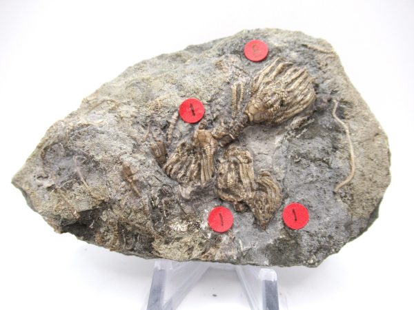 Gilmore City Iowa Crinoid #99