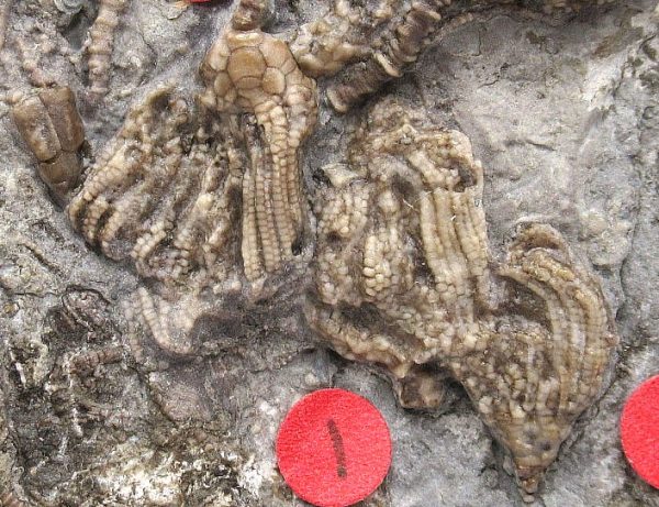 Gilmore City Iowa Crinoid #99 - Image 4