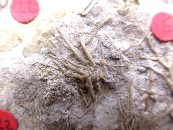 Gilmore City Echinoid #22 - Image 3