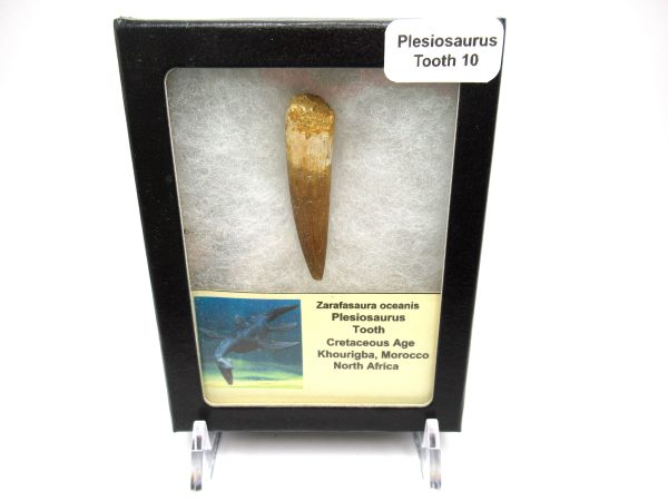 Genuine Cretaceous Age Plesiosaurus Reptile Tooth for sale from Morocco #10