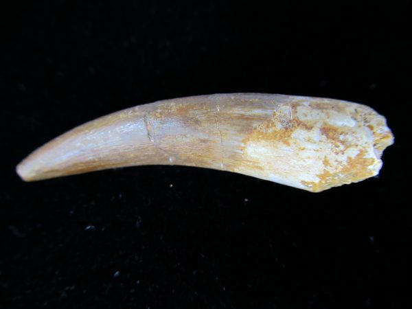 Plesiosaurus Tooth #10 - Image 3