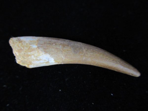 Plesiosaurus Tooth #10 - Image 2