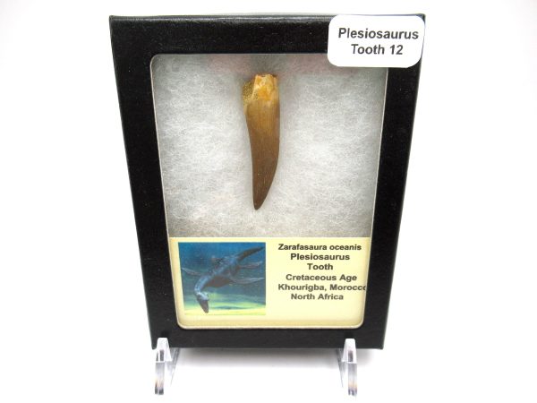 Plesiosaurus Tooth #12