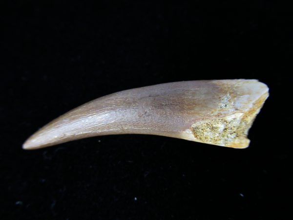 Plesiosaurus Tooth #12 - Image 3