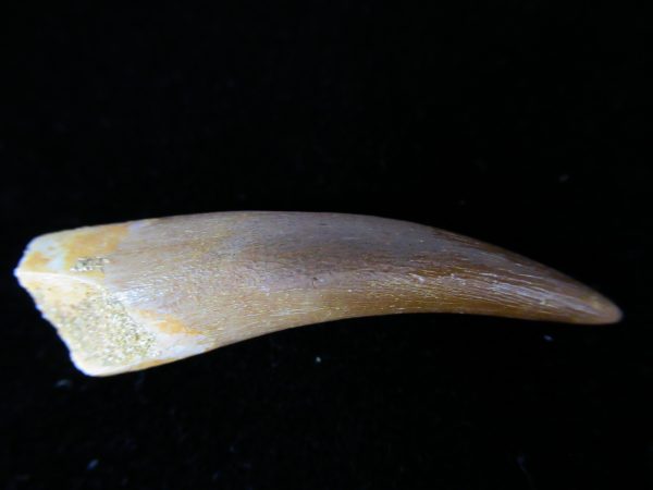 Plesiosaurus Tooth #12 - Image 2