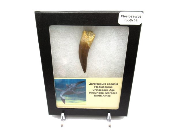 Plesiosaurus Tooth #14