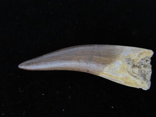 Plesiosaurus Tooth #14 - Image 3