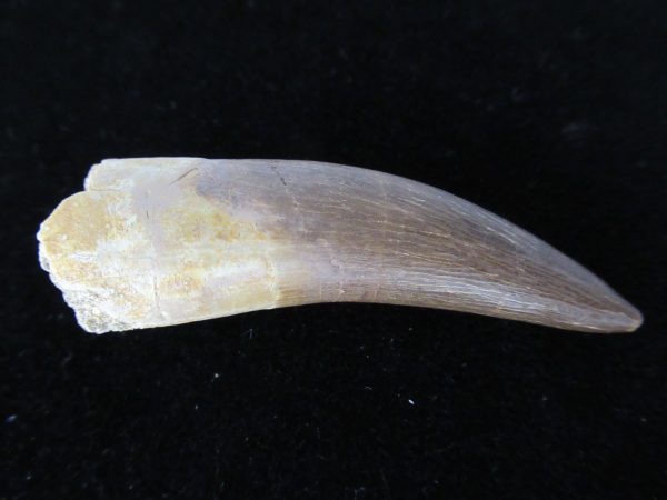 Plesiosaurus Tooth #14 - Image 2