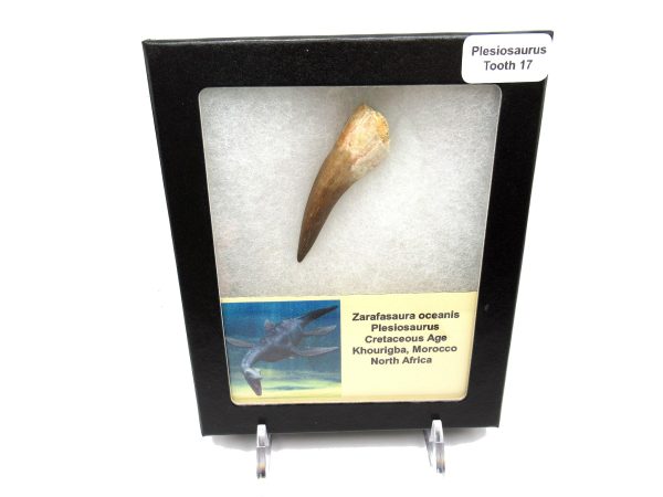 Plesiosaurus Tooth #17