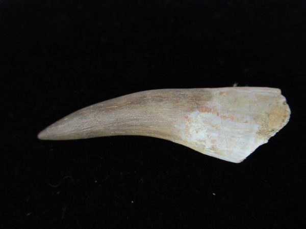 Plesiosaurus Tooth #17 - Image 3