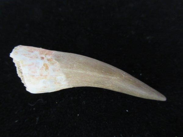 Plesiosaurus Tooth #17 - Image 2