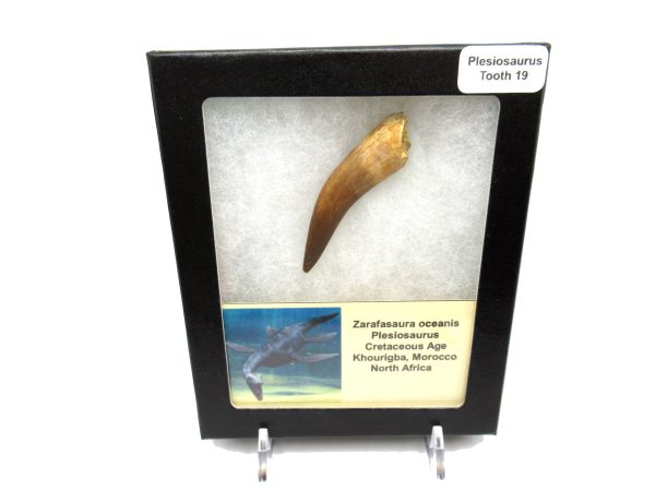 Plesiosaurus Tooth #19