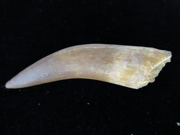 Plesiosaurus Tooth #19 - Image 3