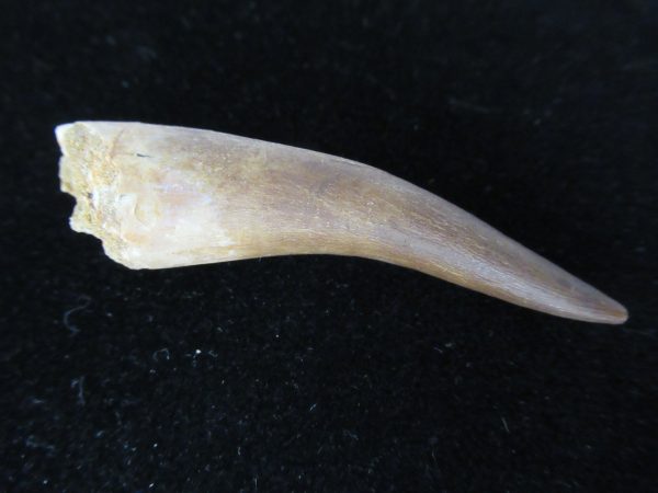 Plesiosaurus Tooth #19 - Image 2