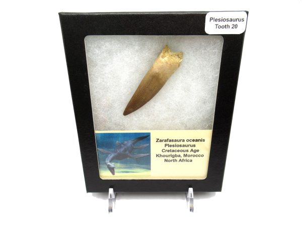 Plesiosaurus Tooth #20