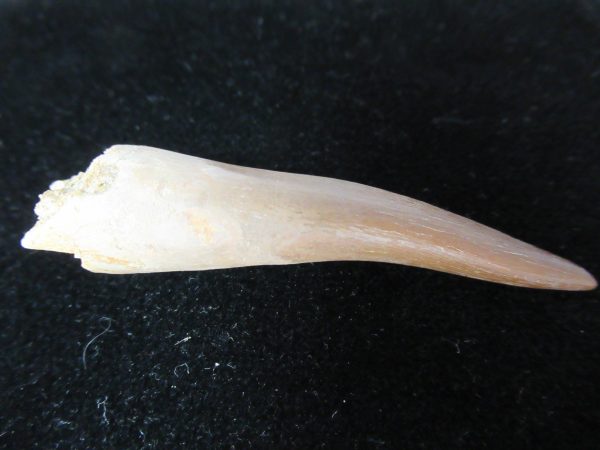 Plesiosaurus Tooth #20 - Image 2