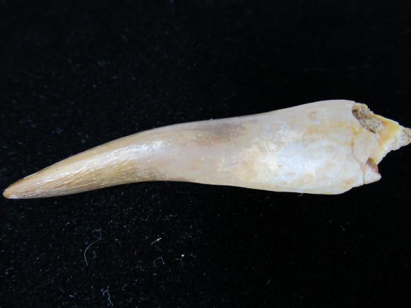 Plesiosaurus Tooth #20 - Image 3