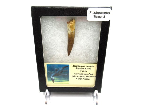 Plesiosaurus Tooth #8