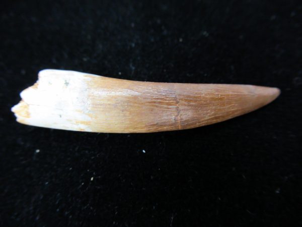 Plesiosaurus Tooth #8 - Image 3