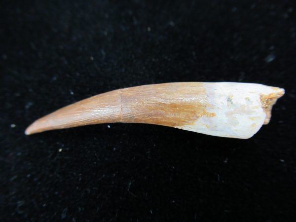 Plesiosaurus Tooth #8 - Image 2