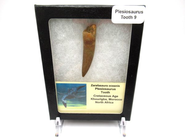 Plesiosaurus Tooth #9