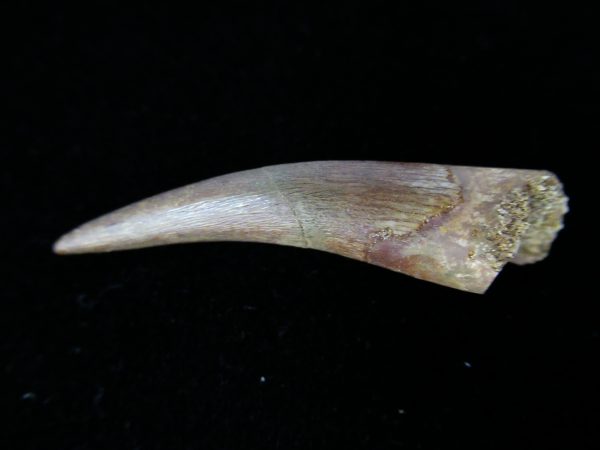 Plesiosaurus Tooth #9 - Image 3