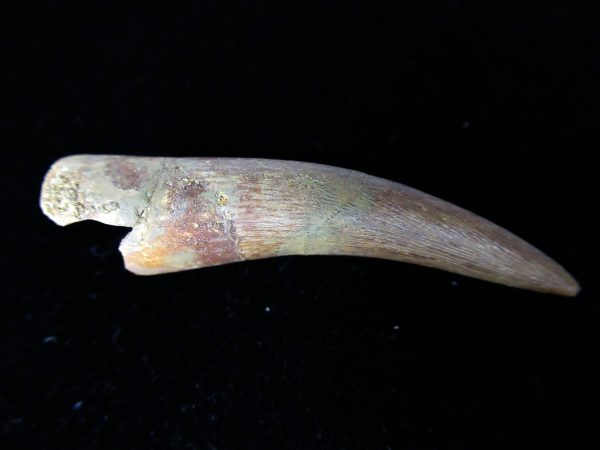 Plesiosaurus Tooth #9 - Image 2