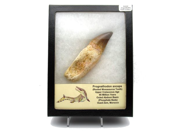 Genuine Cretaceous Age Prognathodon Mosasaurus Tooth for sale from Morocco #1