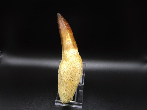 Rooted Prognathodon Mosasaurus Reptile Tooth #2 - Image 5