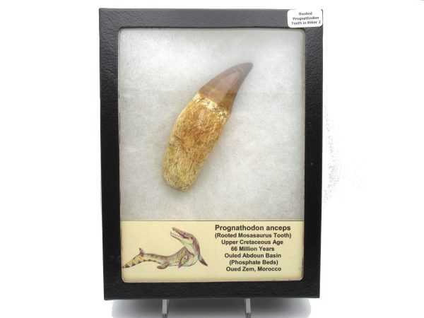 Rooted Prognathodon Mosasaurus Reptile Tooth #2