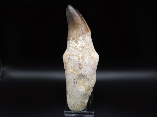 Rooted Prognathodon Mosasaurus Reptile Tooth #4 - Image 2