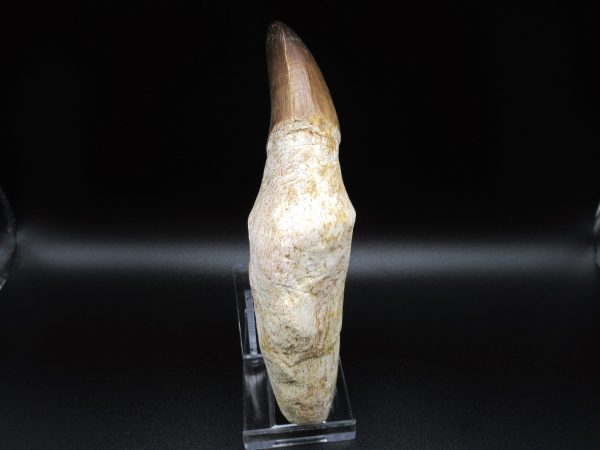 Rooted Prognathodon Mosasaurus Reptile Tooth #4 - Image 5