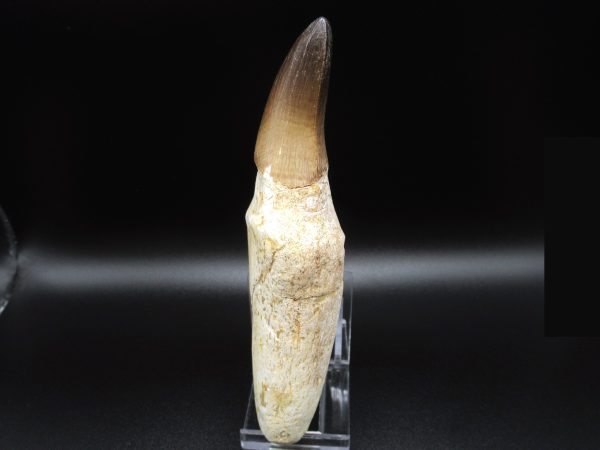 Rooted Prognathodon Mosasaurus Reptile Tooth #4 - Image 3