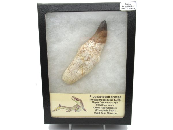 Genuine Cretaceous Age Prognathodon-Rooted Mosasaur Tooth Fossil for Sale #4d