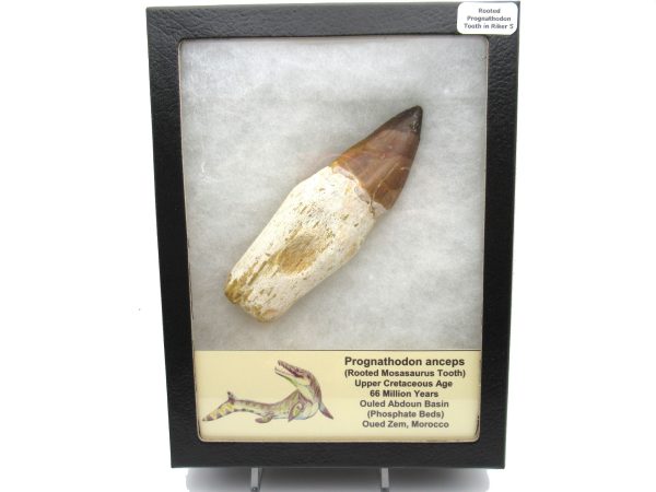 Rooted Prognathodon Mosasaurus Reptile Tooth #5