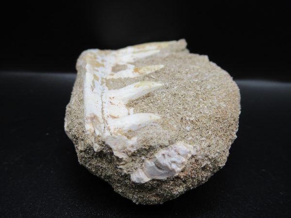 Genuine Eocene Age Fossil Enchodus Fish Jaw For Sale from Morocco #1b