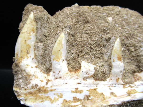 Genuine Eocene Age Fossil Enchodus Fish Jaw For Sale from Morocco #1d