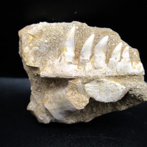 Genuine Eocene Age Fossil Enchodus Fish Jaw For Sale from Morocco #4