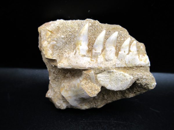 Genuine Eocene Age Fossil Enchodus Fish Jaw For Sale from Morocco #4