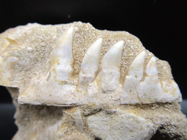 Genuine Eocene Age Fossil Enchodus Fish Jaw For Sale from Morocco #4a