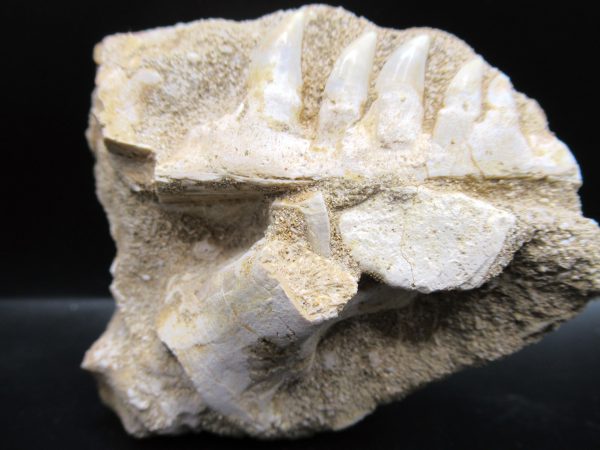 Genuine Eocene Age Fossil Enchodus Fish Jaw For Sale from Morocco #4b