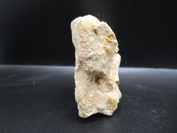 Genuine Eocene Age Fossil Enchodus Fish Jaw For Sale from Morocco #4c