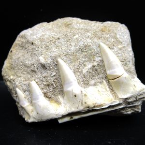 Genuine Eocene Age Fossil Enchodus Fish Jaw For Sale from Morocco #5