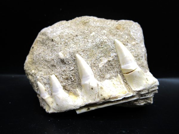 Genuine Eocene Age Fossil Enchodus Fish Jaw For Sale from Morocco #5