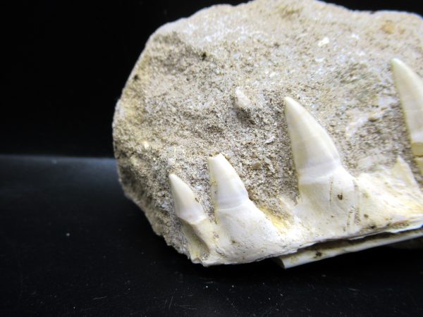 Genuine Eocene Age Fossil Enchodus Fish Jaw For Sale from Morocco #5a