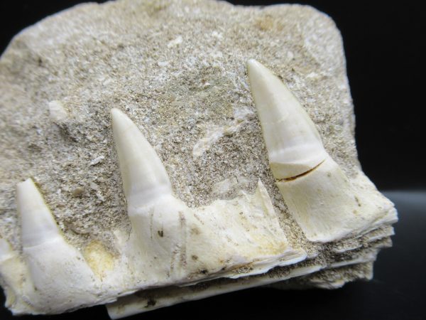 Genuine Eocene Age Fossil Enchodus Fish Jaw For Sale from Morocco #5b