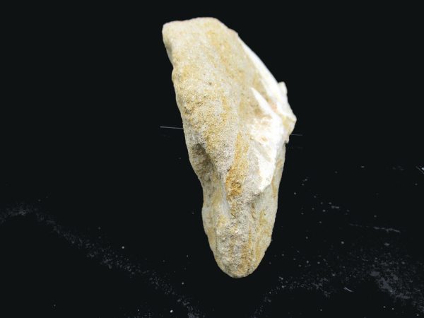 Genuine Eocene Age Fossil Enchodus Fish Jaw For Sale from Morocco #6c