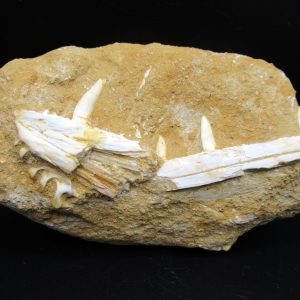 Genuine Eocene Age Fossil Enchodus Fish Jaw For Sale from Morocco #7