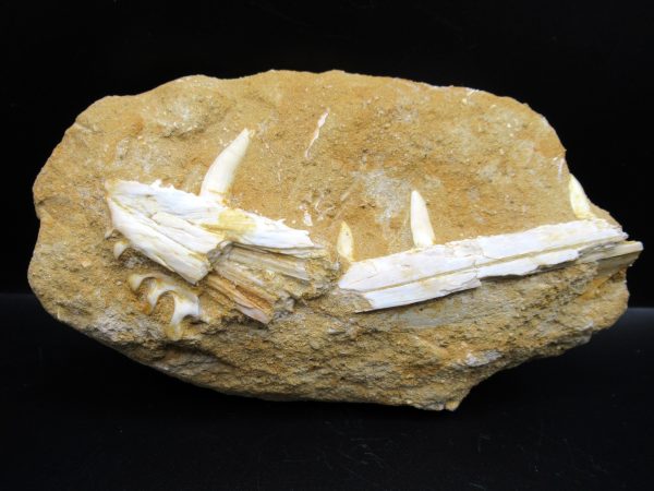 Genuine Eocene Age Fossil Enchodus Fish Jaw For Sale from Morocco #7